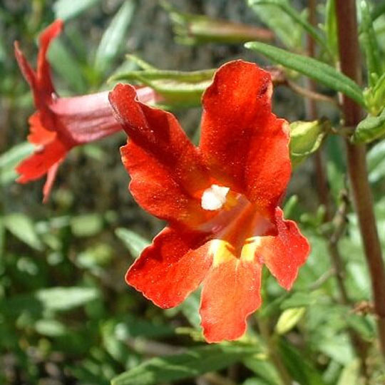 Monkey Flower