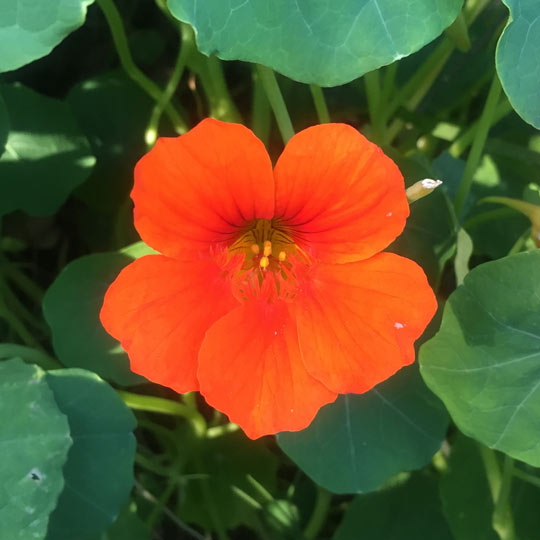 Nasturtium