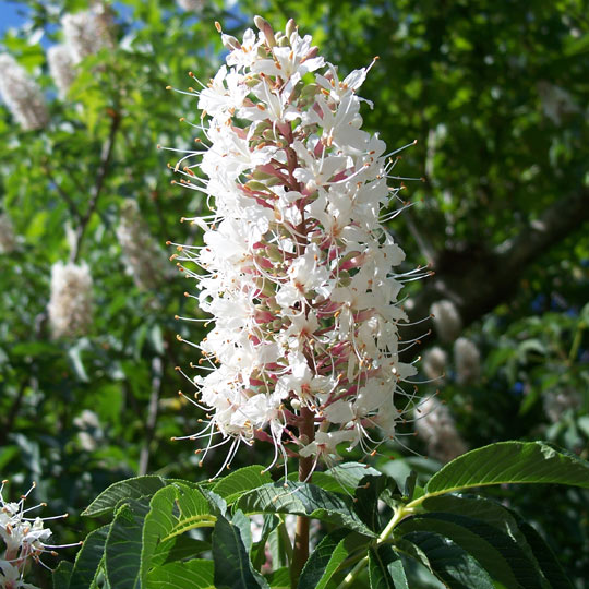 California Buckeye