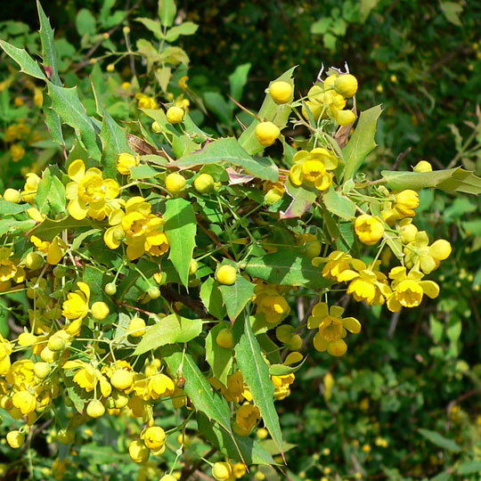 Nevin Mahonia