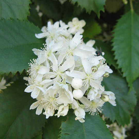 New Zealand Lacebark