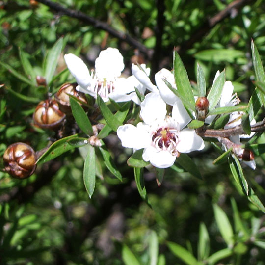 New Zealand Tea Tree