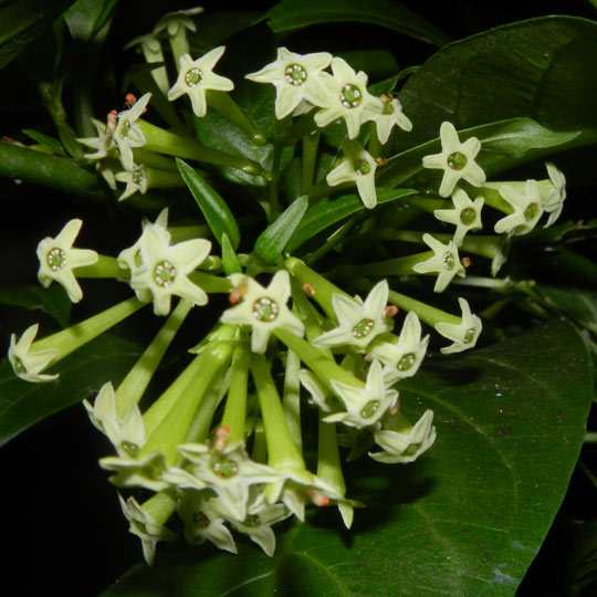 Night Blooming Jasmine