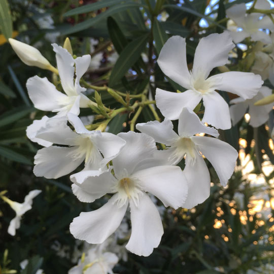 Oleander