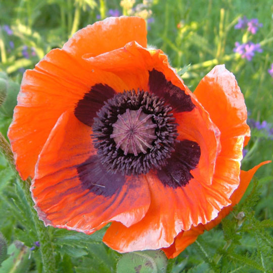 Oriental Poppy