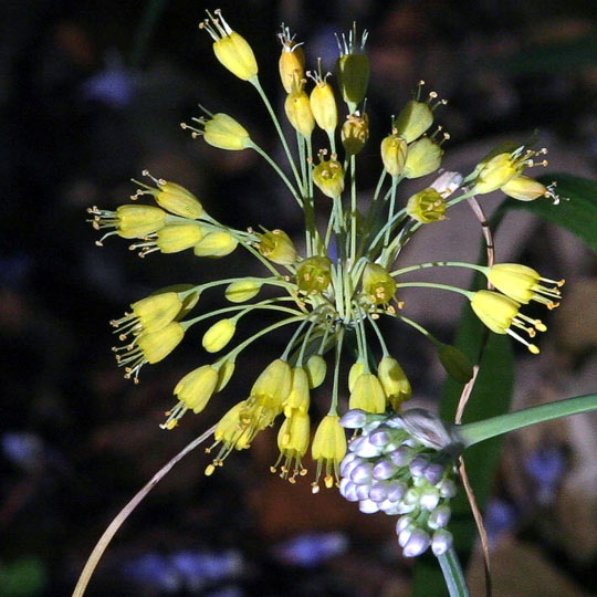 Ornamental Onions