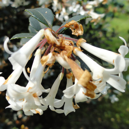 Osmanthus Delavayi