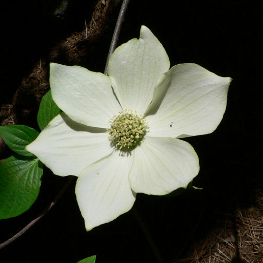 Pacific Dogwood