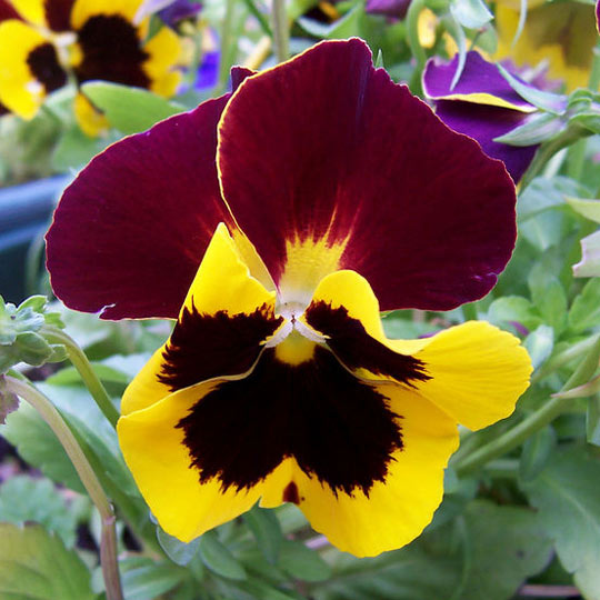 Pansy