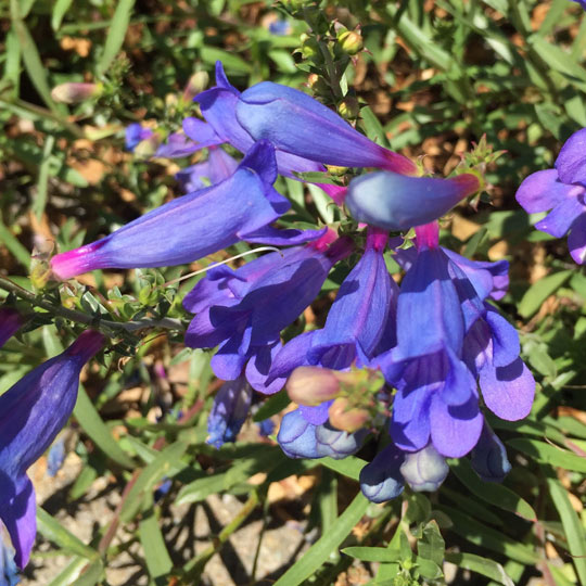 Penstemon