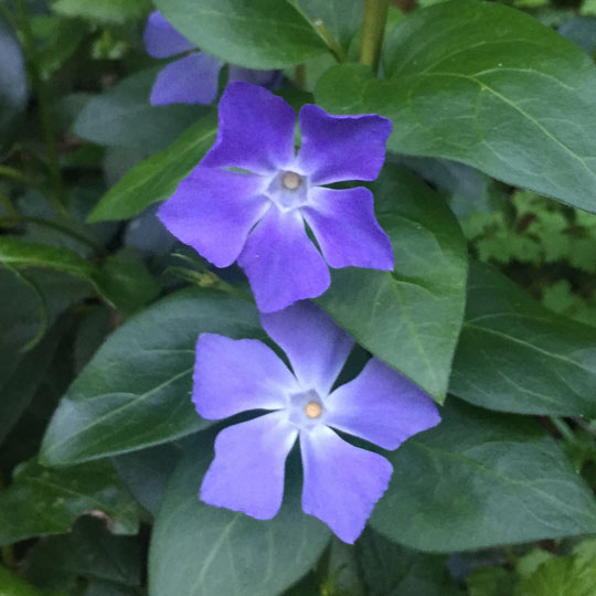 Periwinkle