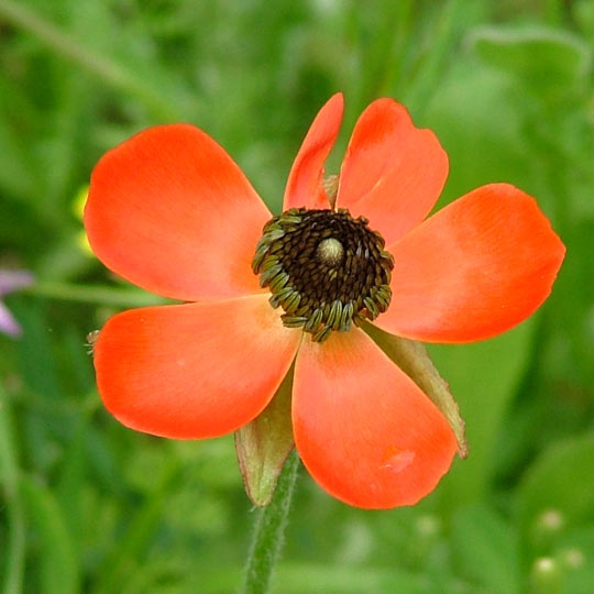 Persian Buttercup