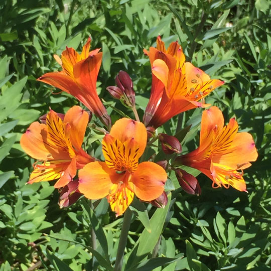 Peruvian Lily