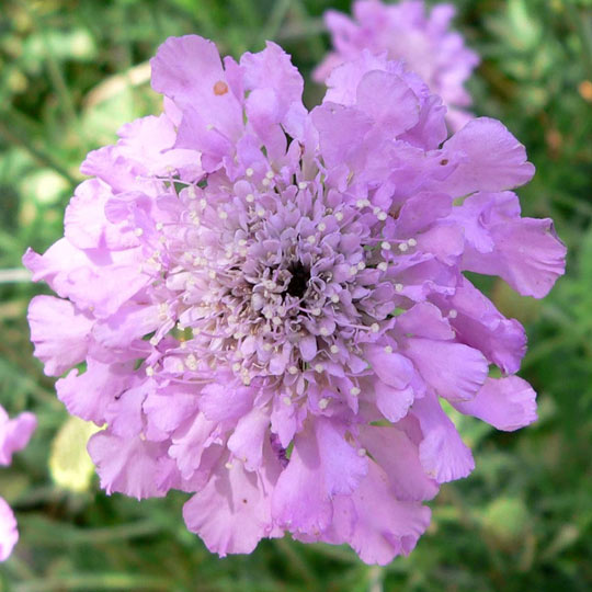 Pincushion Flower 