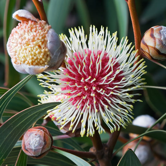 Pincushion Tree