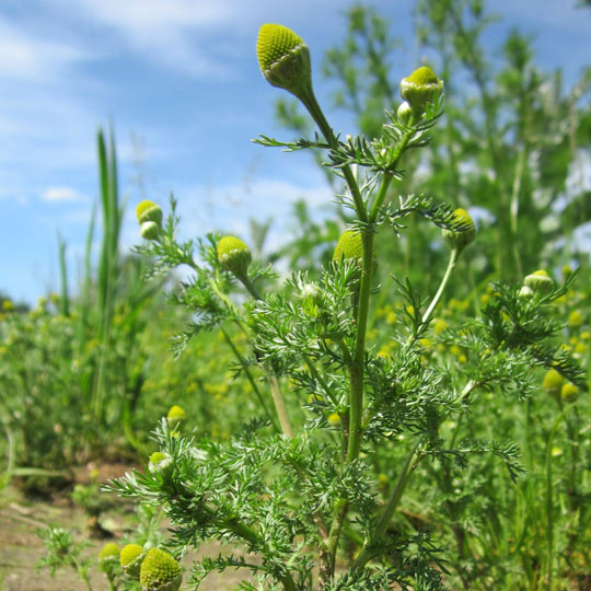 Pineapple Weed