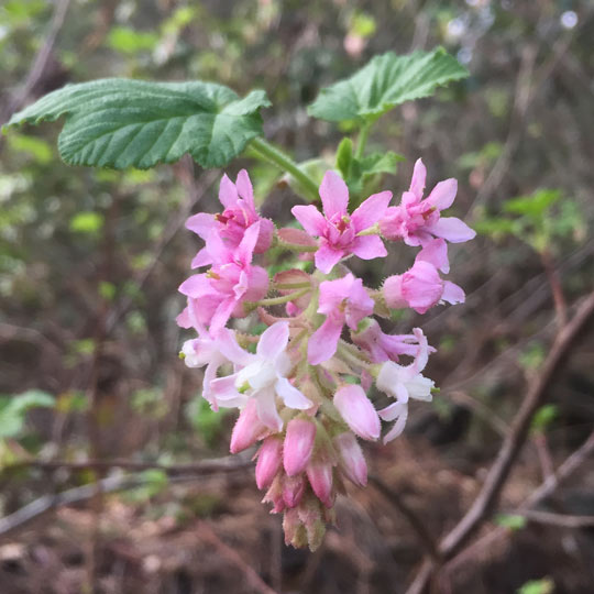 Pink Flowering Currant