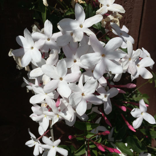 Pink Jasmine