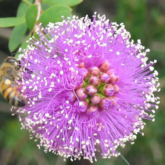 Pink Meleleuca