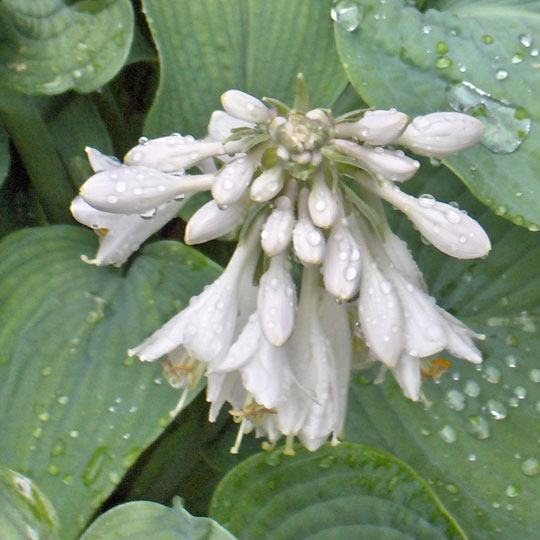 Plantain Lily