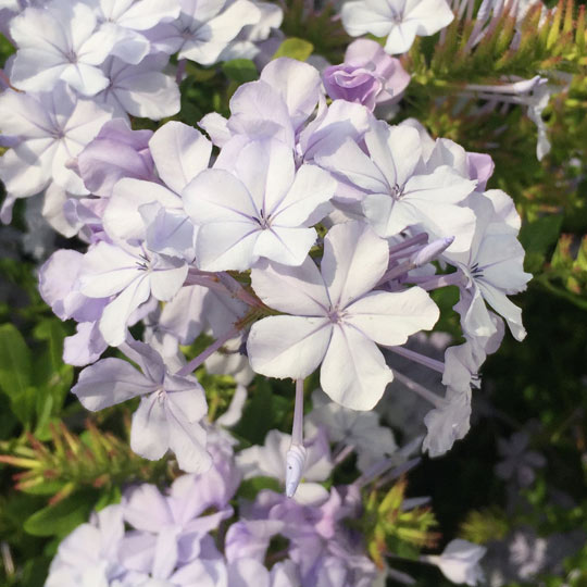 Plumbago