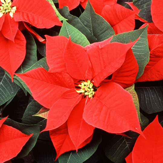 Poinsettia