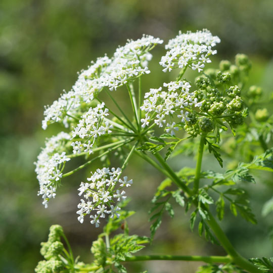 Poison Hemlock