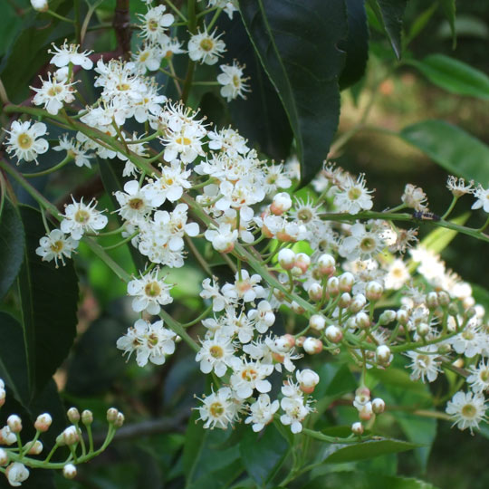 Portuguese Laurel