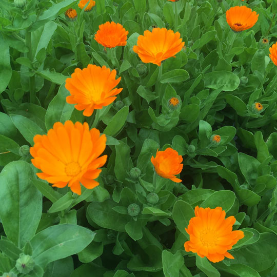 Pot Marigold