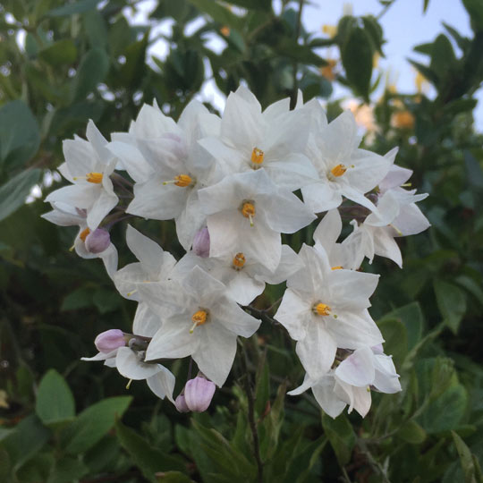 Potato Vine