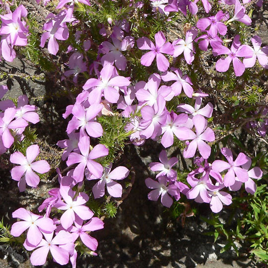 Prickly Phlox