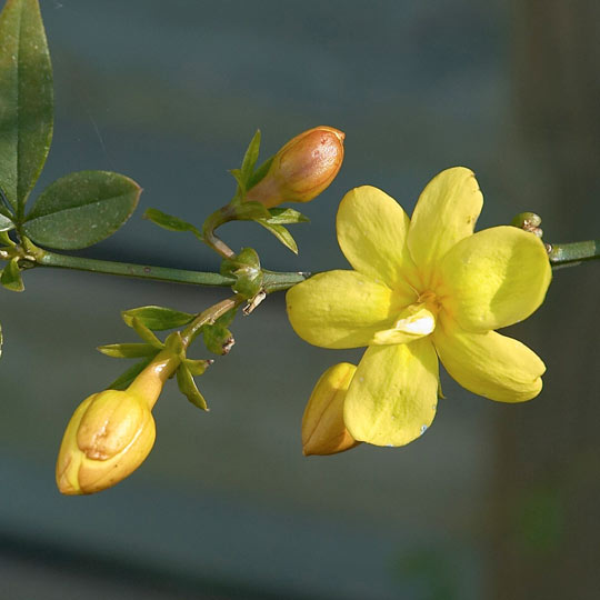 Primrose Jasmine