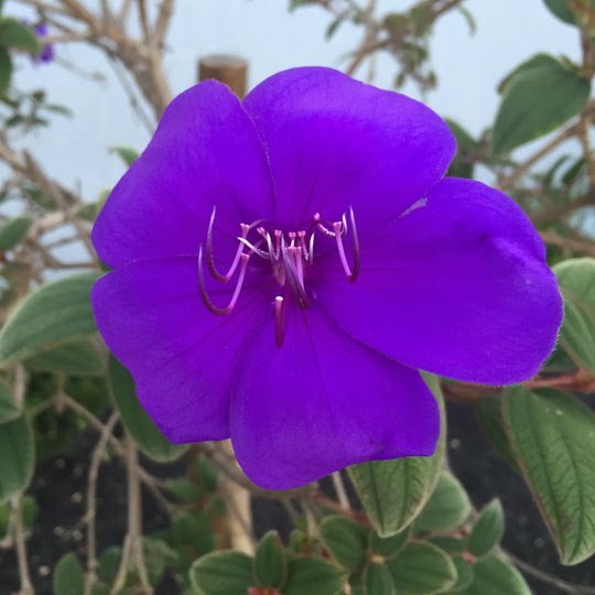 Princess Flower