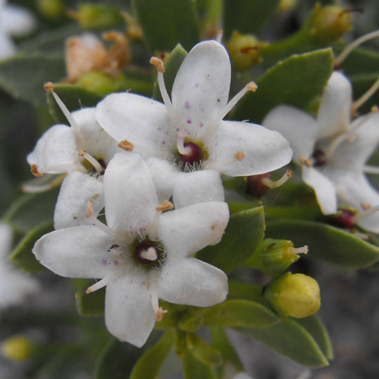 Prostrate Myoporum