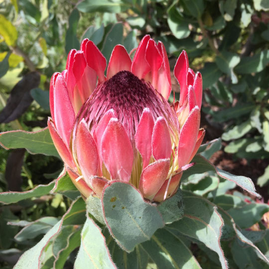 Protea Compacta