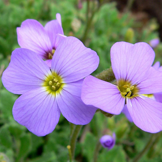 Purple Rock Cress