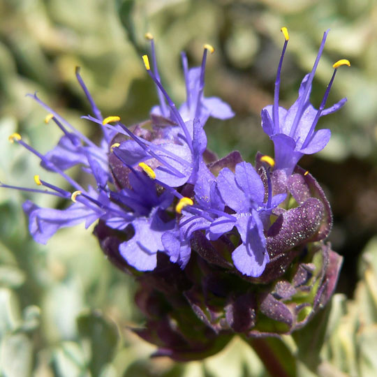 Purple Sage