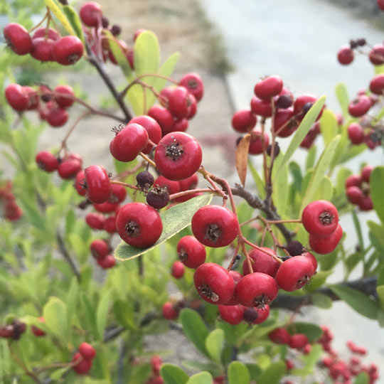 Pyracantha