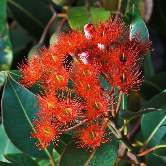 Red-Flowering Gum