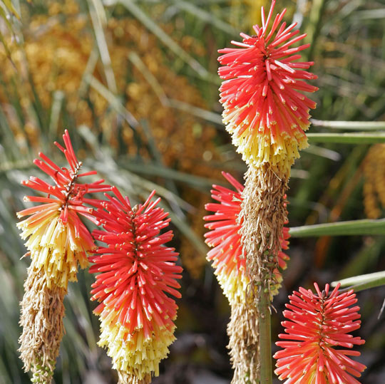 Red Hot Poker