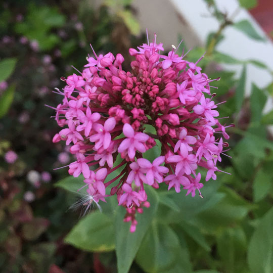 Red Valerian