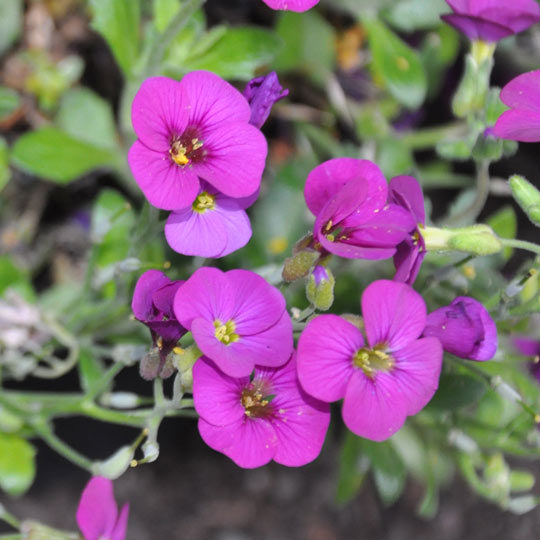 Rock Cress