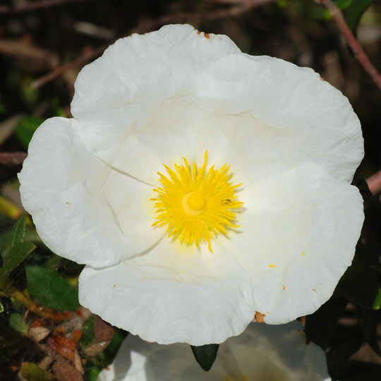 Rockroses