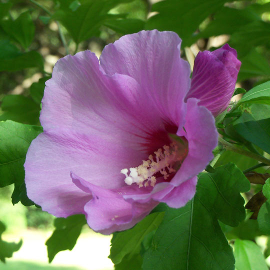 Rose of Sharon