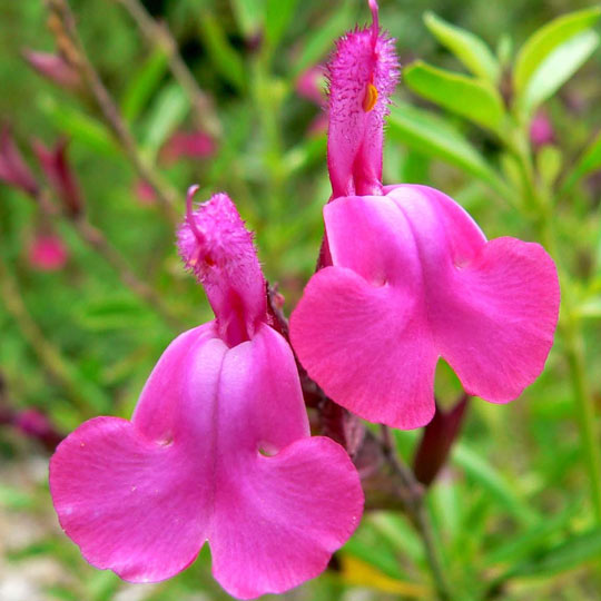 Salvia Greggii