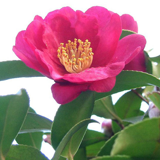 Camellia Sasanqua 