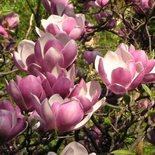 Magnolia