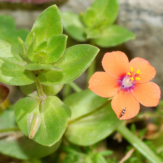 Scarlet Pimpernel