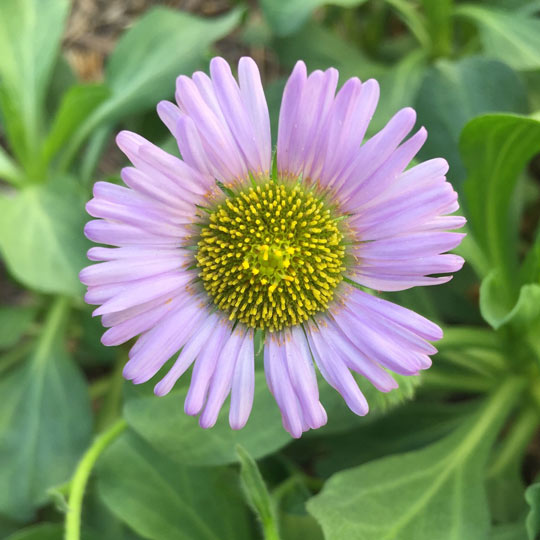 Seaside Daisy