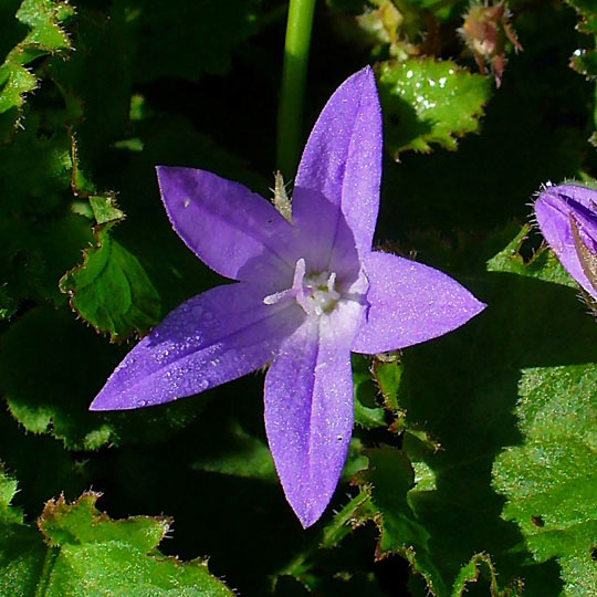 Serbian Bellflower